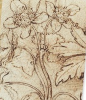 NB Leonardo Da Vinci Mini Marigold & Anemone