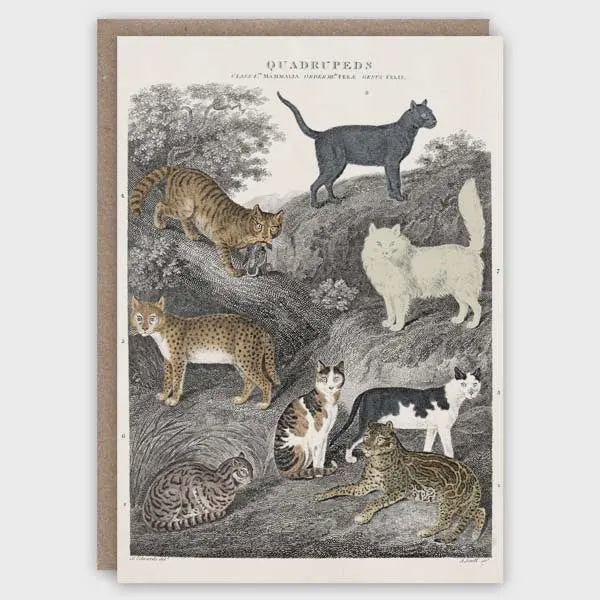 GC Cats Greetings Card