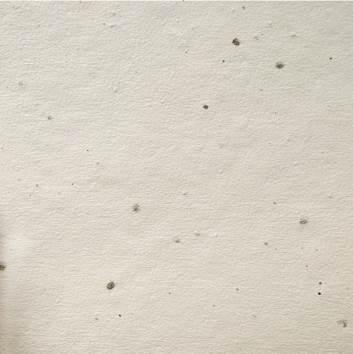 LP Wildflower Tree Free Paper Split Pack