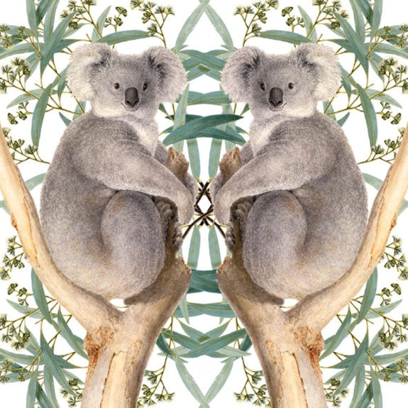 GC KOALA