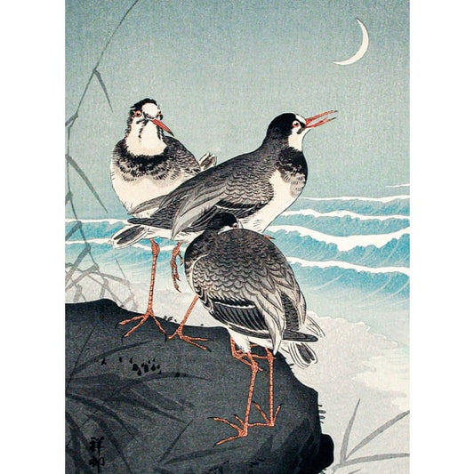 GC SNIPES AT THE SHORE