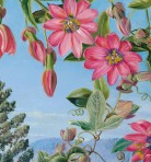 NB Sgl from Kew Gardens Mini Collection