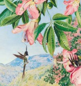 NB Kew Garden Mini H/flowers & H/suckers