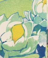 NB Mabel Royds Mini Water Lilies