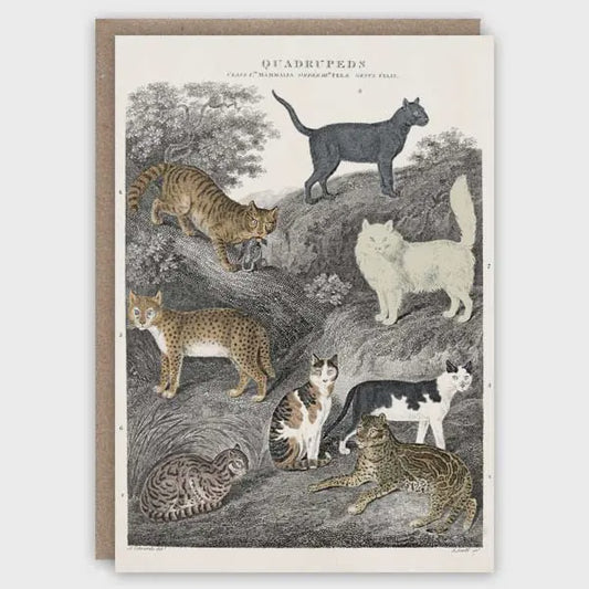 GC Cats Greetings Card